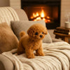 Bruno dog